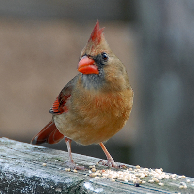 Northern Cardinal