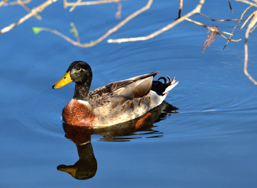 Duck Hybrids 9756