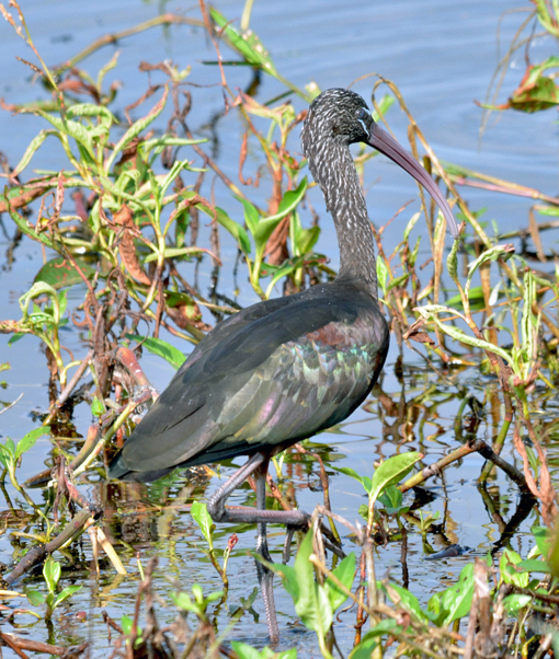 Glossy Ibis