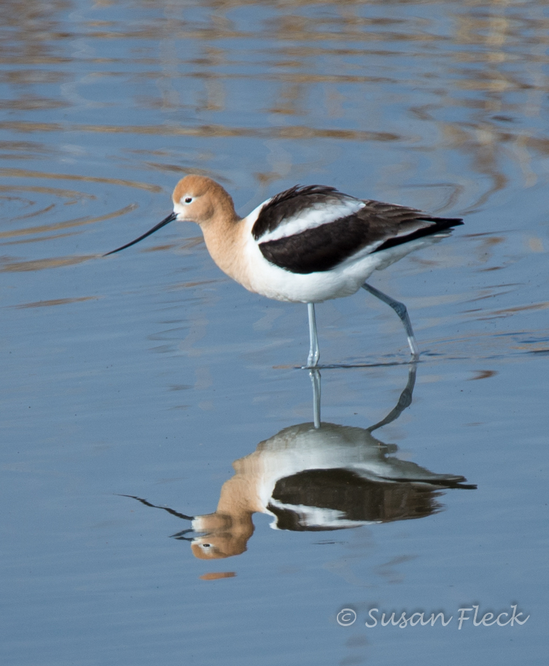 Avocet