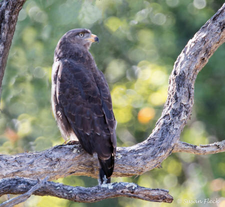 Western Banded Snake Eagle