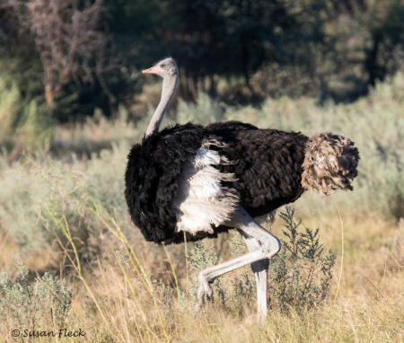 Common Ostrich